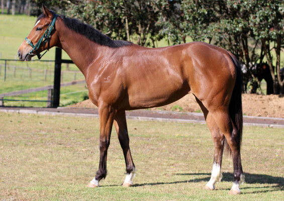 Lot 153: Brave Smash (JPN) / Unforgivable