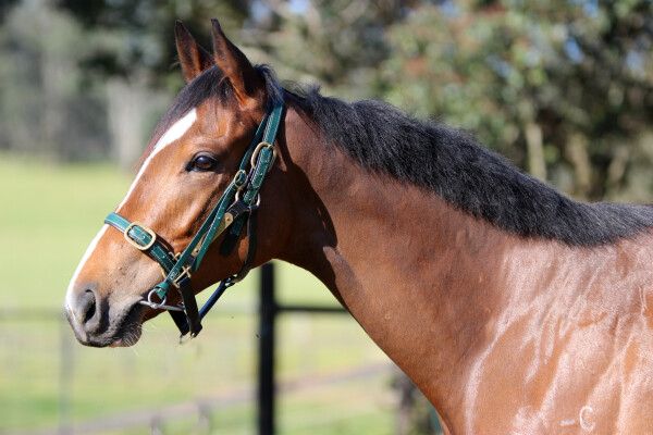 Lot 153: Brave Smash (JPN) / Unforgivable