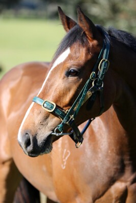 Lot 153: Brave Smash (JPN) / Unforgivable