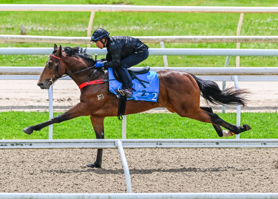 Lot 2: Exceed and Excel / East Asia (NZ)