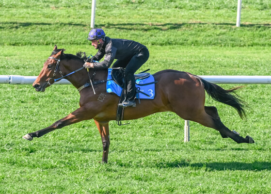 Lot 3: Rich Enuff / Echo Diamond