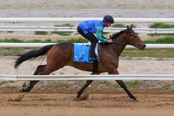 Lot 5: Royal Meeting (IRE) / Ejaytee