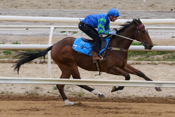 Lot 7: Written Tycoon / Elegant Grace