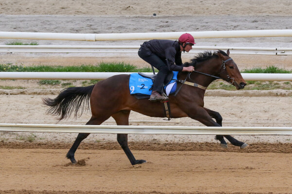 Lot 9: Portland Sky / Enuff Effort