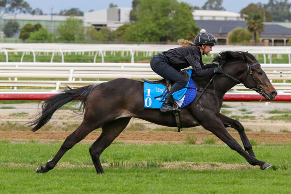 Lot 10: So You Think (NZ) / Estijmaam