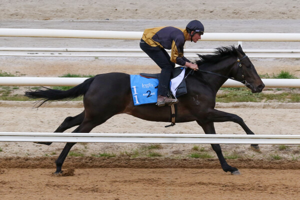 Lot 11: North Pacific / Ever the Same