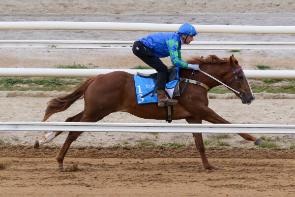 Lot 13: Tagaloa / Fantasy (IRE)