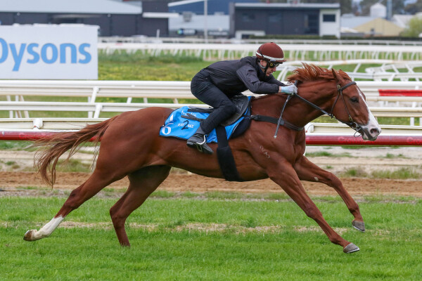 Lot 16: Harry Angel (IRE) / Foxy Touch