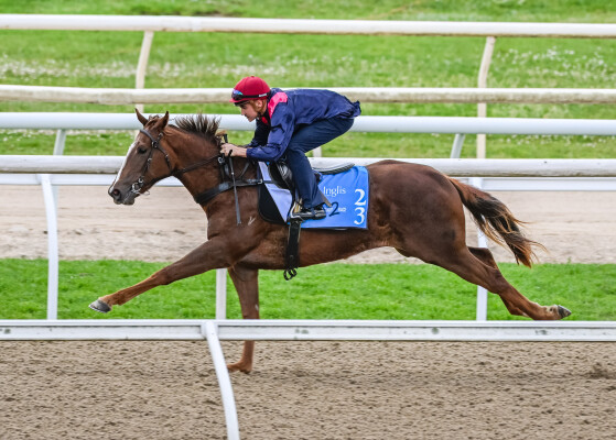 Lot 23: All Too Hard / Ginger n Rye (USA)