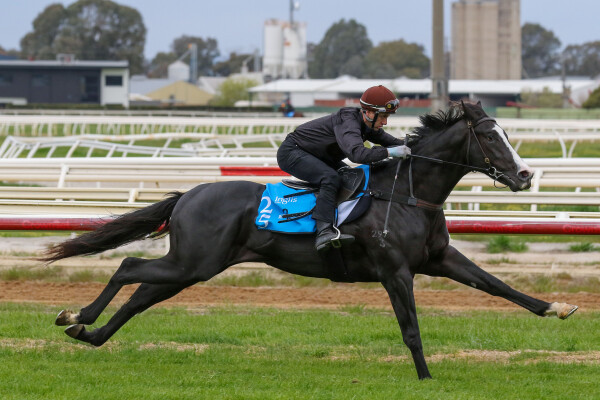 Lot 25: Trapeze Artist / Grande Annee (USA)