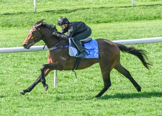 Lot 26: Stay Inside / Gust of Wind (NZ)