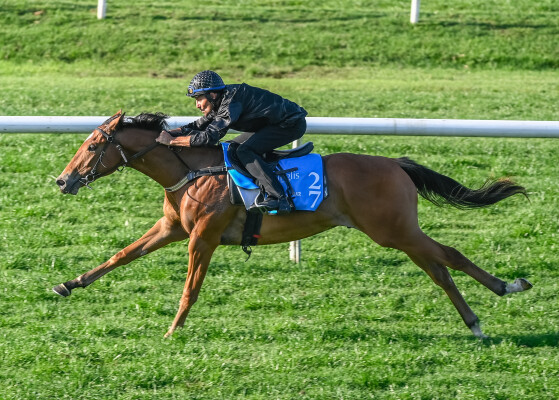 Lot 27: Star Turn / Happiest