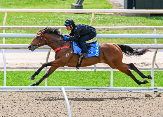 Lot 28: Tassort / Happy Highway