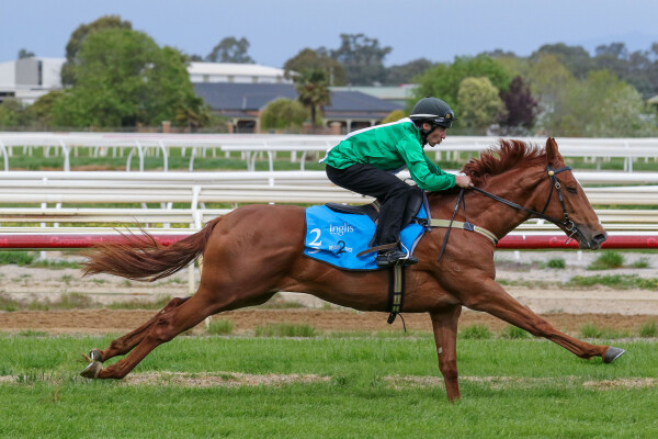 Lot 29: Tiger of Malay / Hazlebrook