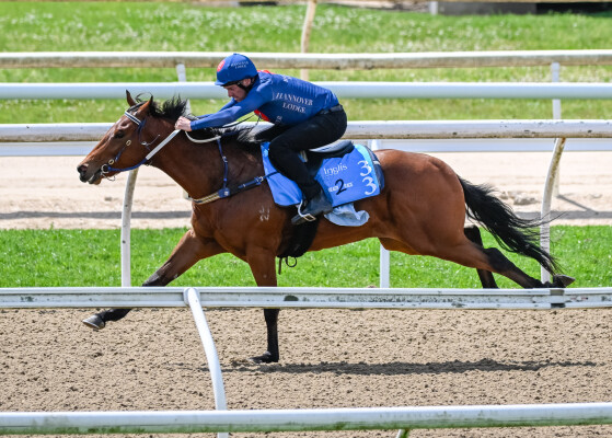 Lot 33: Graff / Hot Royal