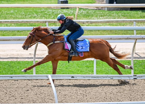 Lot 34: Pride of Dubai / Husson Lee