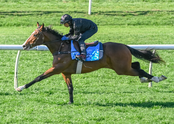Lot 35: Fastnet Rock / I See Fire (NZ)