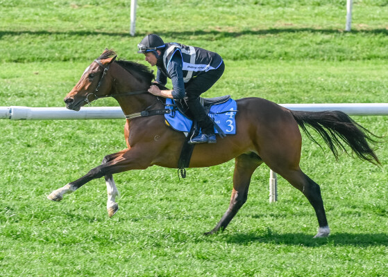 Lot 43: Toronado (IRE) / Iteration (FR)