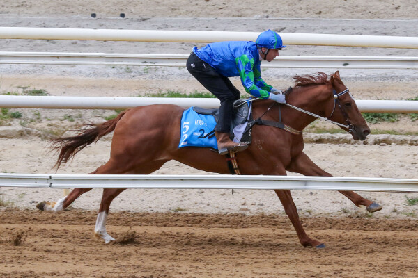 Lot 52: Lucky Vega (IRE) / La Petite Reine (GB)