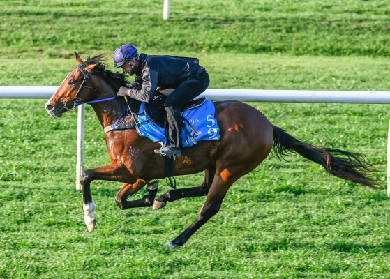 Lot 59: Prague / Love Aloft