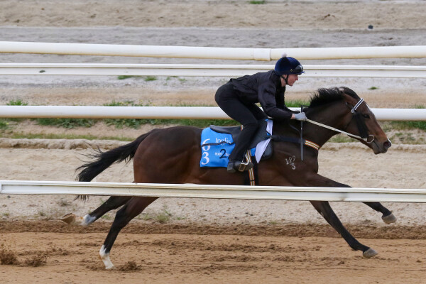 Lot 63: Nicconi / Lupino Lass