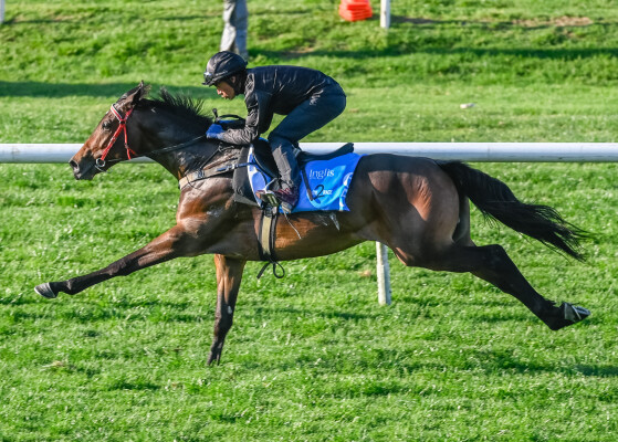 Lot 65: So You Think (NZ) / Madeleina (NZ)