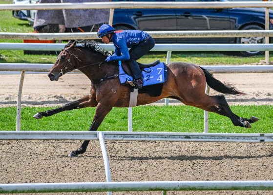 Lot 74: Harry Angel (IRE) / Miss Severina