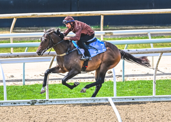 Lot 75: Nicconi / Miss Starway