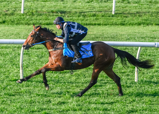 Lot 76: Wild Ruler / Miss Vixen