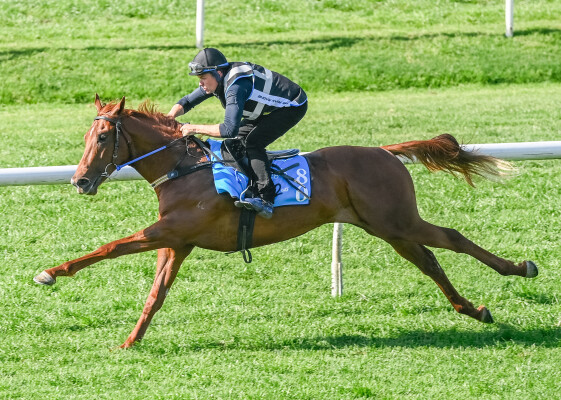 Lot 80: Toronado (IRE) / Nags to Riches