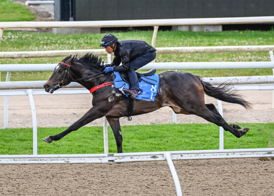 Lot 81: Zoustar / Nariko