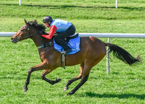 Lot 88: Aclaim (IRE) / Opelousas (NZ)