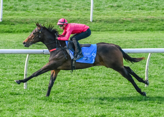 Lot 91: Brutal (NZ) / Our Bonnie Girl