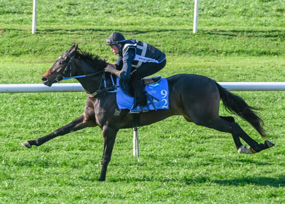 Lot 92: Wild Ruler / Our Pride and Joy