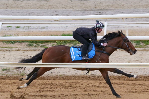 Lot 109: Pinatubo (IRE) / Queen Himiko