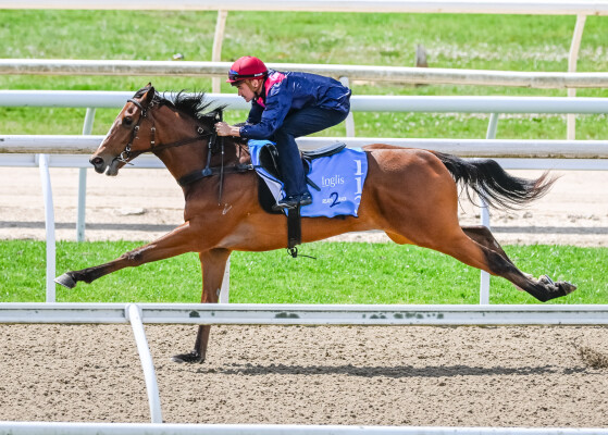 Lot 113: Ole Kirk / Really Fickle