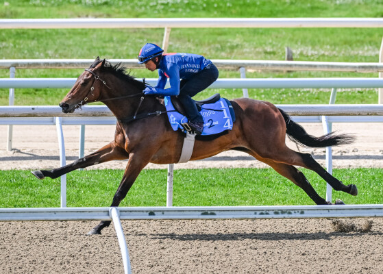 Lot 114: Trapeze Artist / Rogue Agent