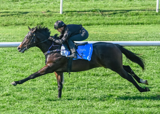 Lot 116: Palace Pier (GB) / Royal Collection (USA)