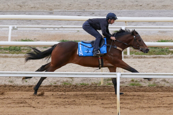 Lot 118: Wootton Bassett (GB) / Royal Myth