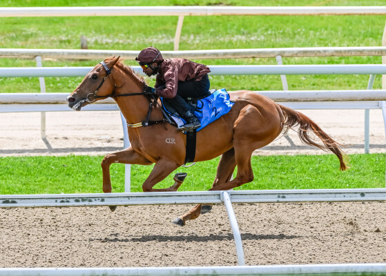 Lot 125: Star Turn / Sevini