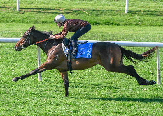 Lot 126: Pinatubo (IRE) / Shalfah