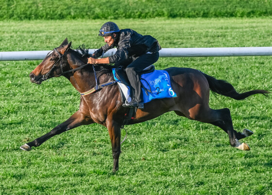 Lot 136: Cool Aza Beel (NZ) / Someone Like You