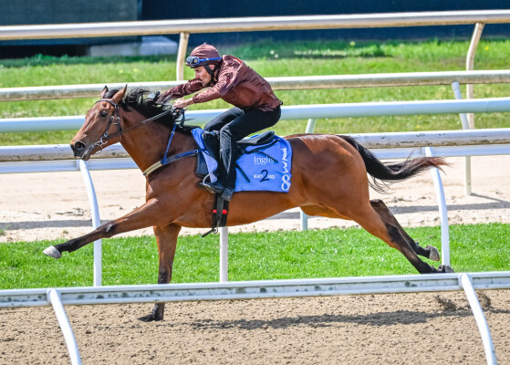 Lot 138: Capitalist / Spring Tempest (CAN)