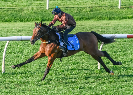 Lot 140: All Too Hard / Stormy Elect (NZ)