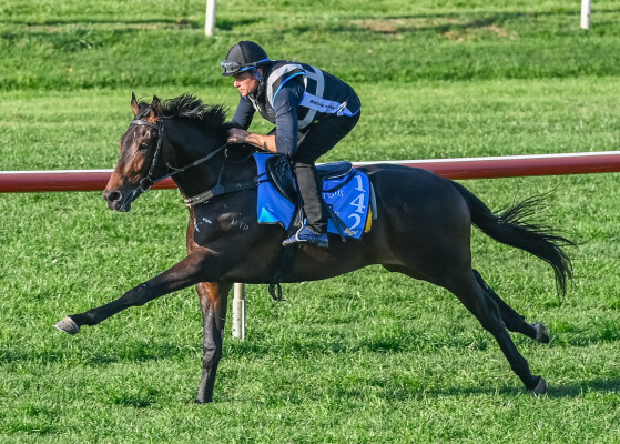 Lot 142: Too Darn Hot (GB) / Tennessee Gold