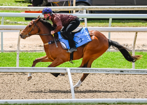 Lot 143: Showtime / The Closer