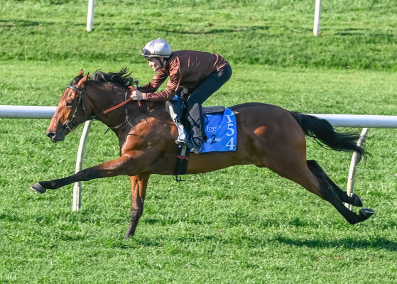 Lot 154: All Too Hard / Unplayable (NZ)