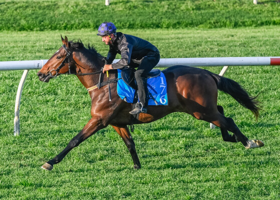 Lot 176: All Too Hard / Amour Vole