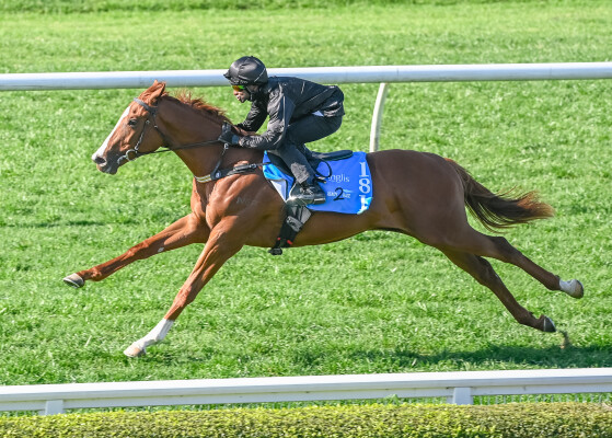 Lot 181: Rubick / Aqueous