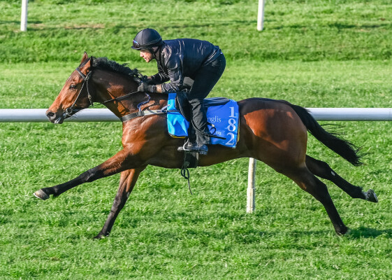 Lot 182: Bivouac / Arabian Diamond